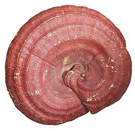 再等几年 《神奇女侠》游戏可能不会很快发售